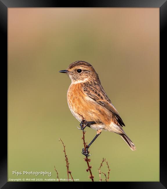 Female stonechat Framed Print by Phil Hill