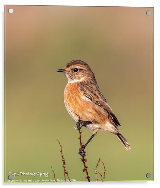 Female stonechat Acrylic by Phil Hill