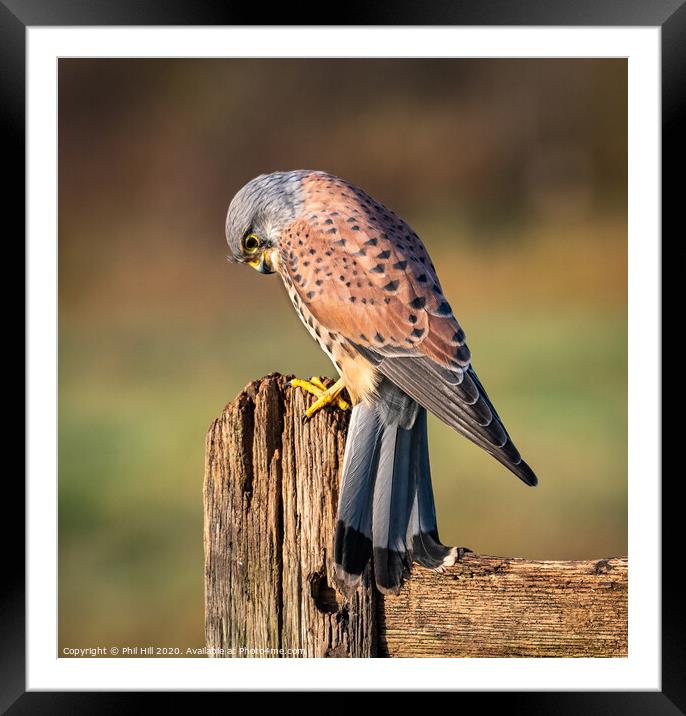 Male Kestrel Framed Mounted Print by Phil Hill