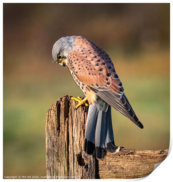 Male Kestrel Print by Phil Hill