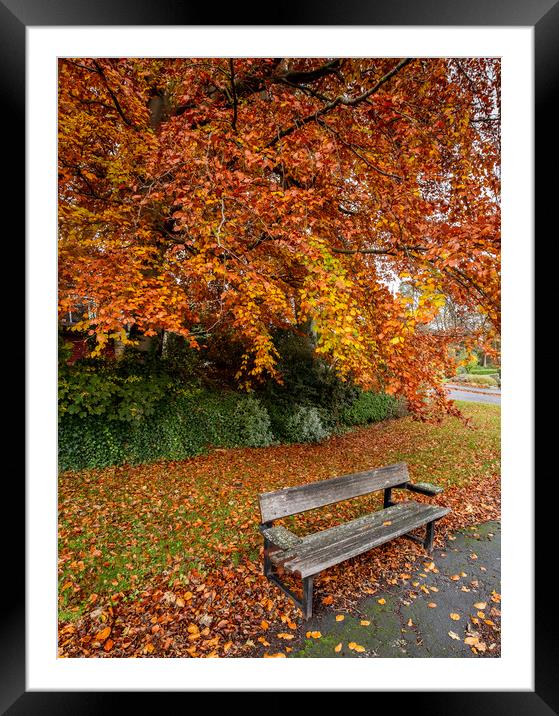 Autumn Glory Framed Mounted Print by Ros Crosland