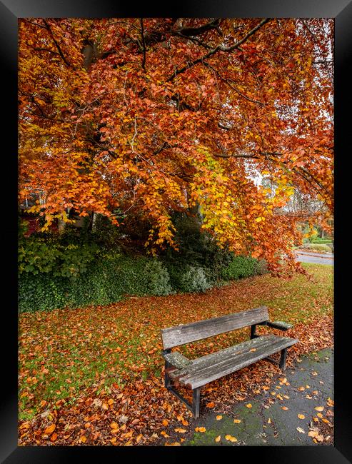 Autumn Glory Framed Print by Ros Crosland