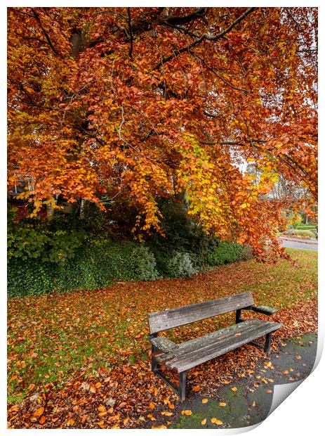 Autumn Glory Print by Ros Crosland