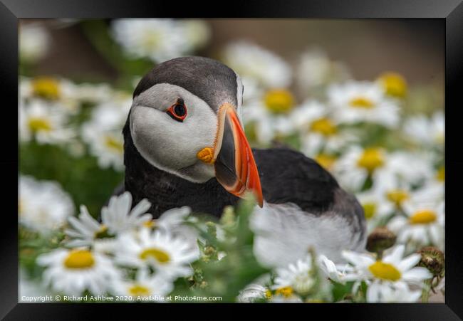 Puffin sitting pretty  Framed Print by Richard Ashbee