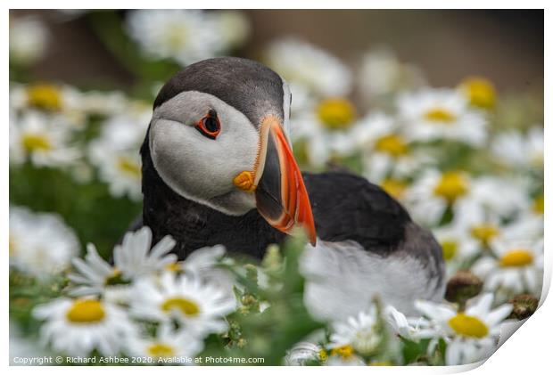 Puffin sitting pretty  Print by Richard Ashbee