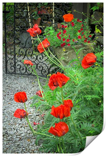 Poppy Garden. Print by Jason Connolly