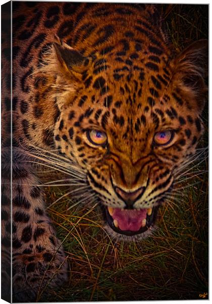 A Chance Encounter Canvas Print by Chris Lord
