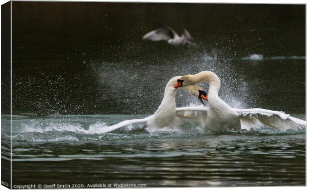 White Mute Swans Fighting Canvas Print by Geoff Smith