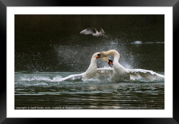 White Mute Swans Fighting Framed Mounted Print by Geoff Smith