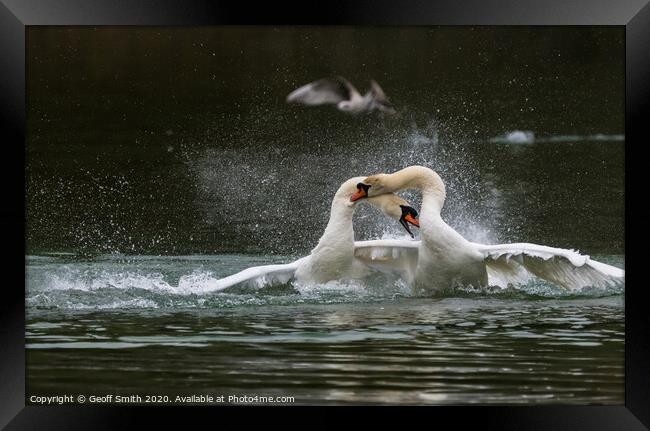 White Mute Swans Fighting Framed Print by Geoff Smith