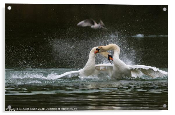 White Mute Swans Fighting Acrylic by Geoff Smith