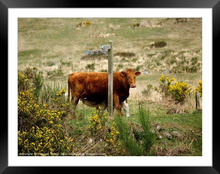 Cow & Calf Framed Mounted Print by Stephen Hamer