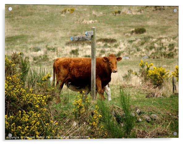 Cow & Calf Acrylic by Stephen Hamer