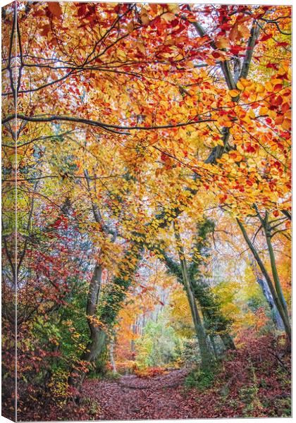 Ashridge Forest Canvas Print by Graham Custance