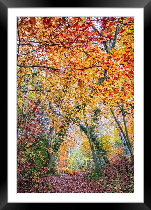 Ashridge Forest Framed Mounted Print by Graham Custance