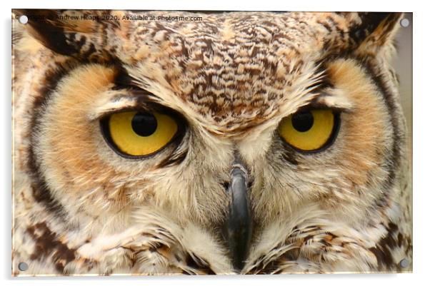 Eagle owl eyes Acrylic by Andrew Heaps