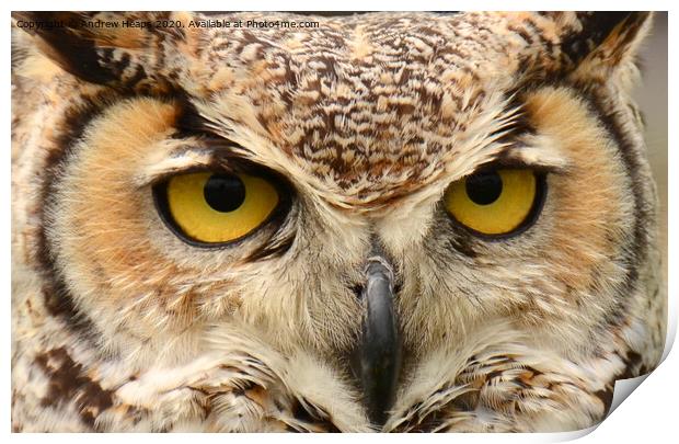Eagle owl eyes Print by Andrew Heaps