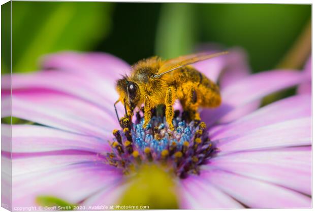 Honey Bee covered in pollen Canvas Print by Geoff Smith