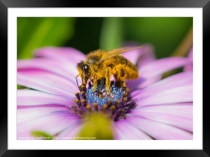 Honey Bee covered in pollen Framed Mounted Print by Geoff Smith