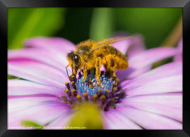 Honey Bee covered in pollen Framed Print by Geoff Smith