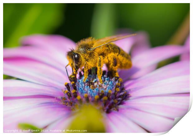 Honey Bee covered in pollen Print by Geoff Smith