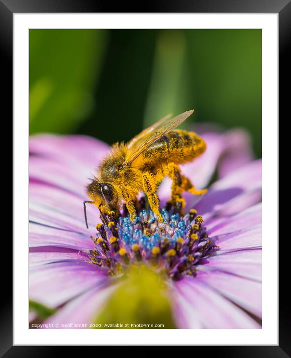 Honey Bee pollinating flowers Framed Mounted Print by Geoff Smith