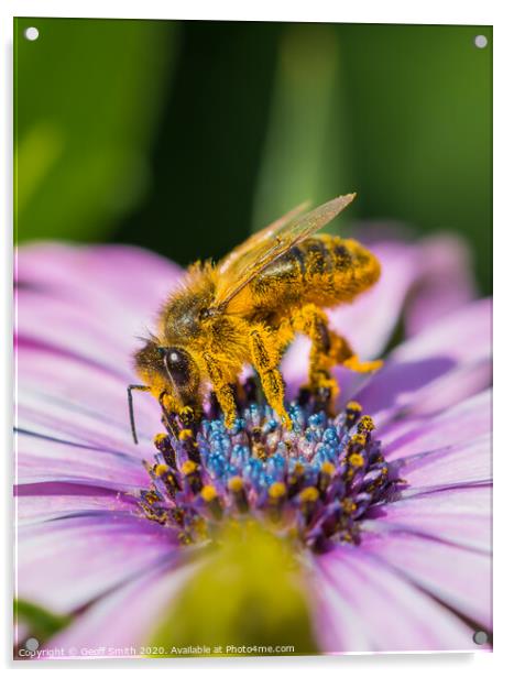 Honey Bee pollinating flowers Acrylic by Geoff Smith