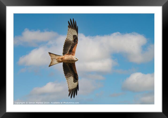 Majestic Red Kite in Flight Framed Mounted Print by Simon Marlow