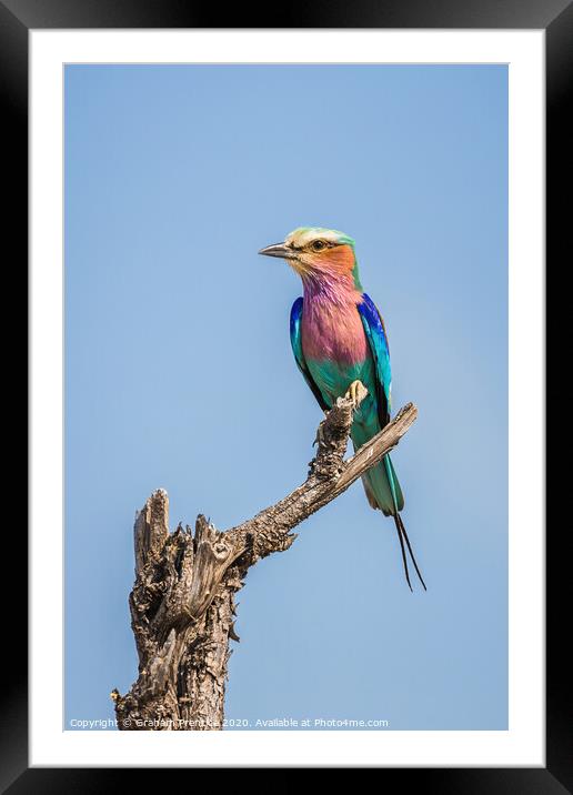 Lilac-breasted roller (Coracias caudatus) Framed Mounted Print by Graham Prentice