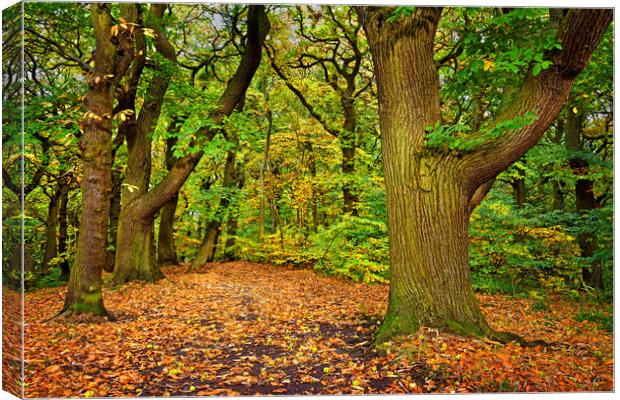 Ecclesall Woods in Autumn  Canvas Print by Darren Galpin