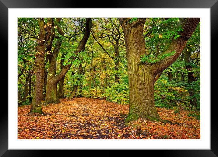 Ecclesall Woods in Autumn  Framed Mounted Print by Darren Galpin