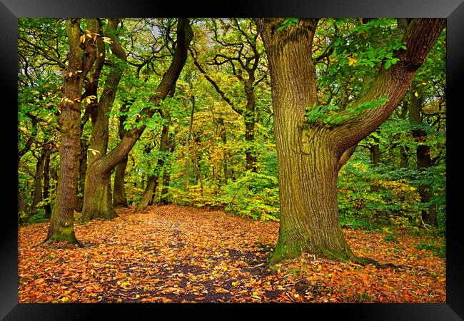 Ecclesall Woods in Autumn  Framed Print by Darren Galpin