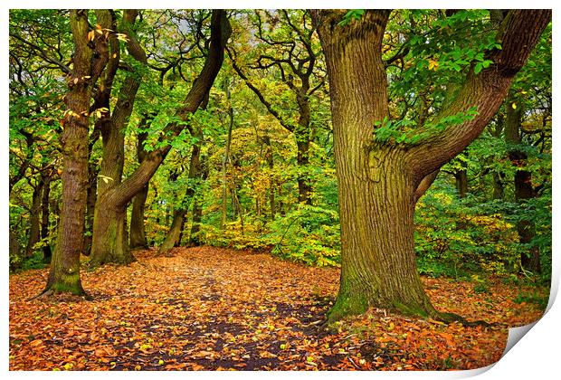 Ecclesall Woods in Autumn  Print by Darren Galpin