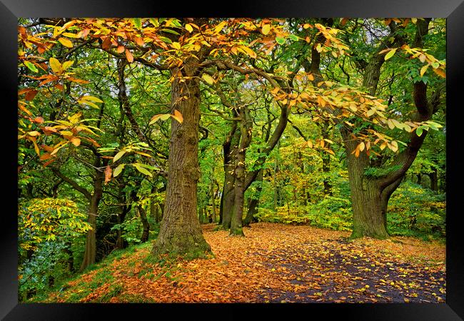 Ecclesall Woods in Autumn  Framed Print by Darren Galpin
