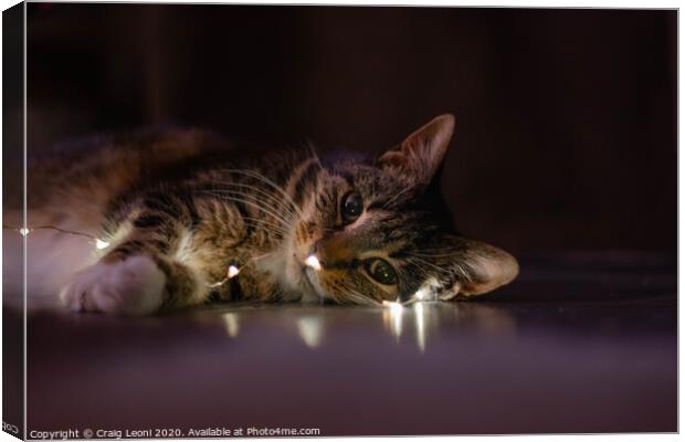 Cat lookign at the camera dressed in lights Canvas Print by Craig Leoni