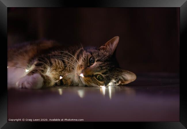 Cat lookign at the camera dressed in lights Framed Print by Craig Leoni