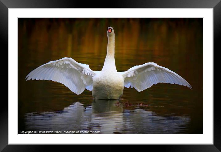 Autumn Swan Framed Mounted Print by Dave Burden