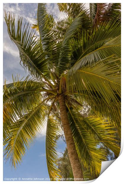 Coconut palm (cocos nucifera) Print by Annette Johnson