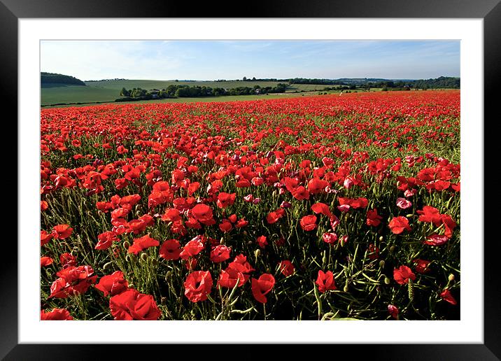 Enjoying the Evening Sun Framed Mounted Print by Alice Gosling