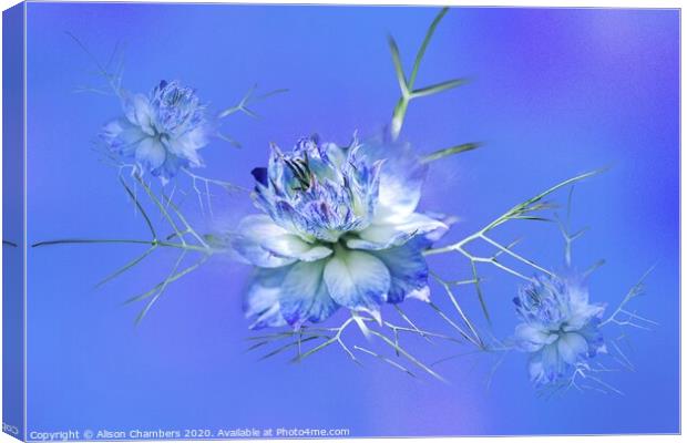 Love-in-a-Mist Canvas Print by Alison Chambers