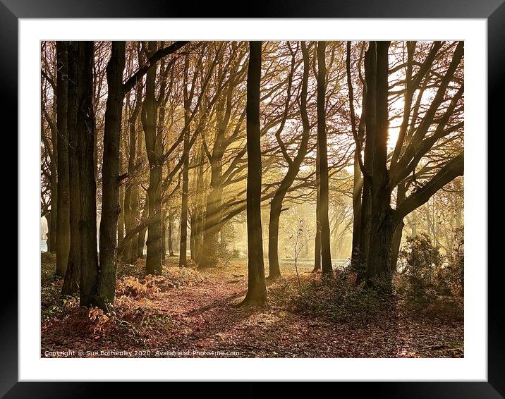 Woods At Chorleywood Common Framed Mounted Print by Sue Bottomley