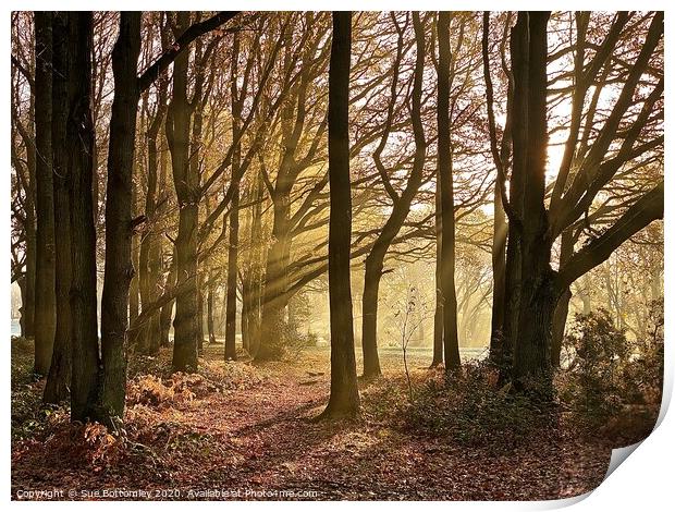 Woods At Chorleywood Common Print by Sue Bottomley
