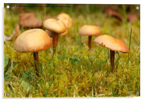 Mower's mushrooms in moss Acrylic by aurélie le moigne
