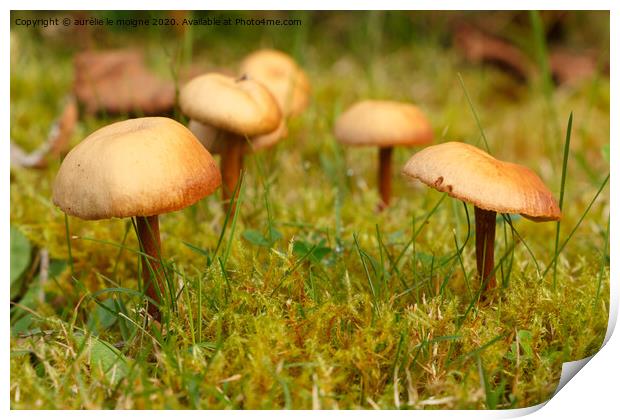 Mower's mushrooms in moss Print by aurélie le moigne