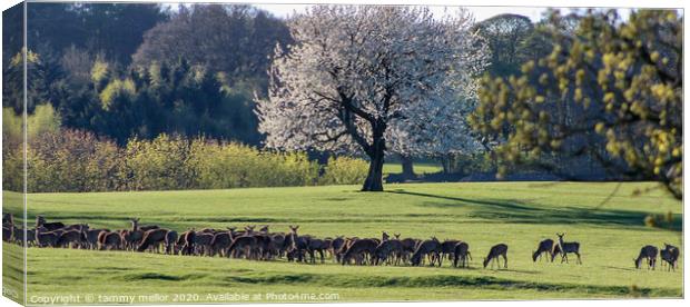 Majestic Herd of Wild Deer Canvas Print by tammy mellor