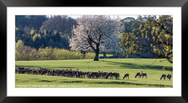 Majestic Herd of Wild Deer Framed Mounted Print by tammy mellor