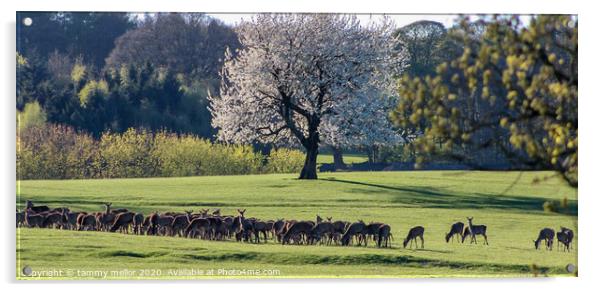 Majestic Herd of Wild Deer Acrylic by tammy mellor