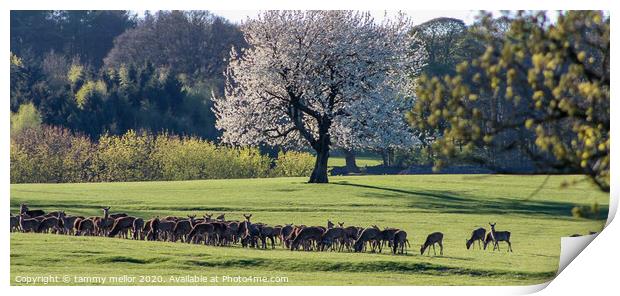 Majestic Herd of Wild Deer Print by tammy mellor
