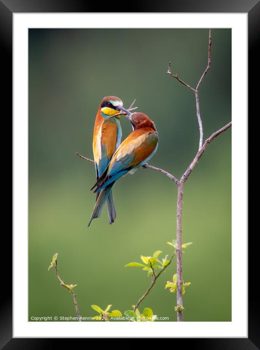 European Bee-eaters (Merops apiaster) Framed Mounted Print by Stephen Rennie