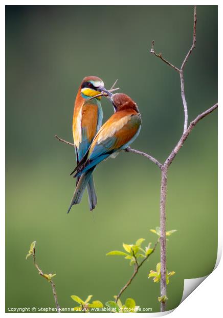 European Bee-eaters (Merops apiaster) Print by Stephen Rennie